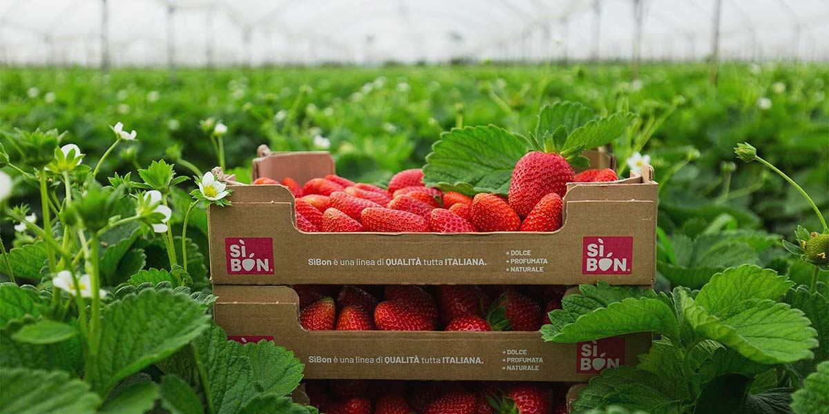 «Fragole, la campagna è partita con il piede giusto»